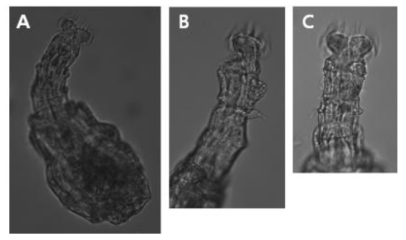 Habrotrocha flava Bryce, 1915: A, feeding, dorsal view; B, feeding head and neck, lateral view; C, feeding head and neck, ventral view