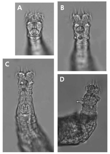 Habrotrocha pusilla (Bryce, 1893): A. feeding head, dorsal view; B. feeding head and neck, dorsal view; C. feeding head, neck and trunk, dorsal view; D. feeding head and neck, lateral view