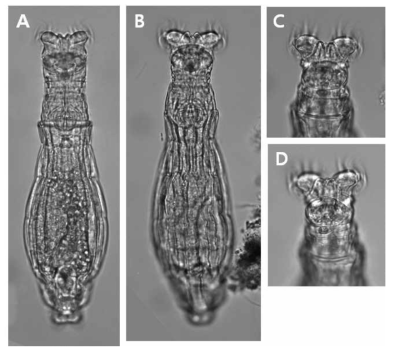Macrotrachela plicata (Bryce, 1892): A. feeding, ventral view; B. feeding, dorsal view; C-D. feeding head, dorsal view