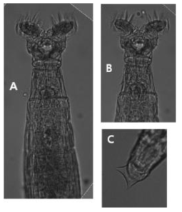 Mniobia tentans Donner, 1949: A, feeding head, neck and trunk, dorsal view; B, feeding head and neck, dorsal view; C, foot and spurs, ventral view