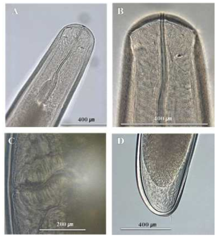 Bathymermis sancheongensis n. sp. Female, molted postparasitic larva. (A), (B) Head; (C) Vagina; (D) Tail