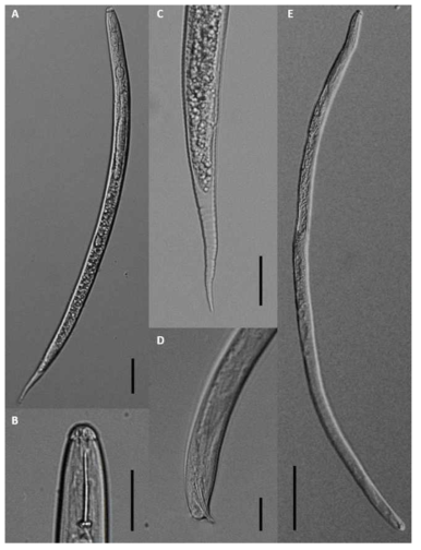 Light microscope photos of male and juvenile H. sojae n. sp. A: Entire body of Second-stage juvenile (J2); B: Stylet of J2; C: Tail of J2; D: Tail region with spicule of male; E: Entire body of male. (Scale bars: A = 50μm, B = 20μm, C = 20μm, D = 20μm, E = 100μm.)