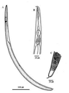 Parasitaphelenchus uncinatus, line drawings. (A) parasitic larvae; (B),(C) Head and neck; (D),(E) tail