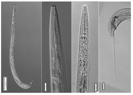 Rhabditella octopleura (Steiner, 1929) Chitwood, 1933. A. overall view; B. C. Anterior part; D. Male tail. Scale bar A = 100 ㎛; B, C, D = 20 ㎛