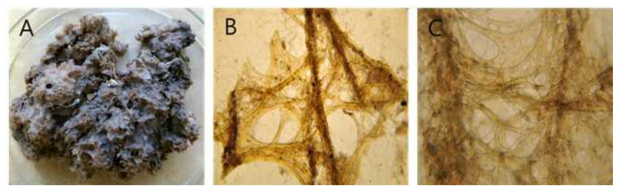 Sarcotragus n. sp. 10 A, Entire animal; B, Surface skeletal structure; C, no cored primary fibres at the conules