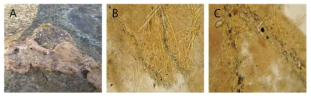 Ircinia n. sp. 1 A, Entire animal; B, Surface skeletal structure; C, closed cored primary fibres with collagenous membrane