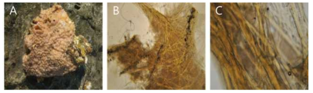 Ircinia n. sp. 6 A, Entire animal; B, Surface skeletal structure; C, thick secondary fibres