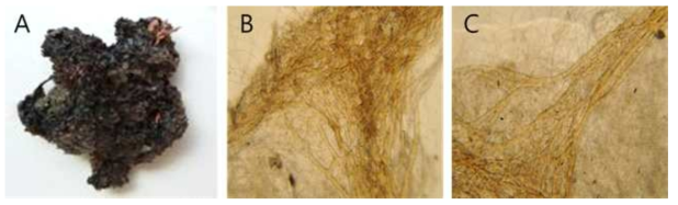 Ircinia n. sp. 9 A, Entire animal; B, Surface skeletal structure; C, cored primary fibres at the conules