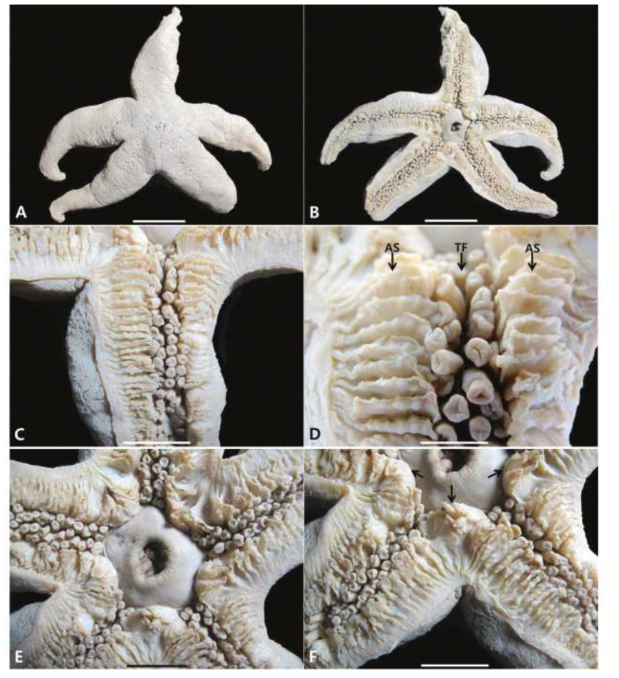 Pteraster militaris. A, dorsal view; B, ventral view; C, ventral side of arm; D, webbed adambulacral spines (AS) and tube feet (TF); E, oral part; F, oral spines (arrows) and oral part. Scale bars: A, B= 5 cm; C, E, F= 3 cm; D= 1 cm