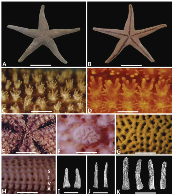 Henricia elachys. A. dorsal view; B. ventral view; C. dorsal spines; D. adambulacral spines; E. oral part; F. madreporite; G. dorsal skeleton; H. ventral skeleton: adambulacral plate (A), ventrolateral plate (V), inferomarginal plate (I), supermarginal plate (S); I. Furrow spines; J. dorsal spines; K. adambulacral spines. Scale bars: A,B= 2cm; C,D,G,H= 2mm; E,F=1mm; I