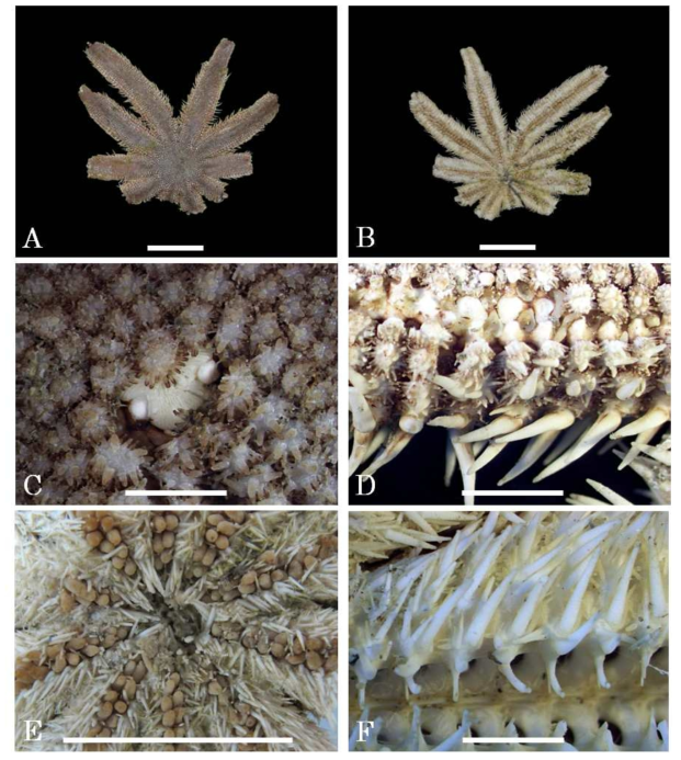 L. avicularia collected from Korea. A. dorsal view; B. ventral view; C. madreporite and dorsal paxilla; D. supermarginal spines and dorsal paxilla; E. oral part; F. adambulacral and ventral spines. Scale bars: A, B, E=3cm, C, D, F=200㎛