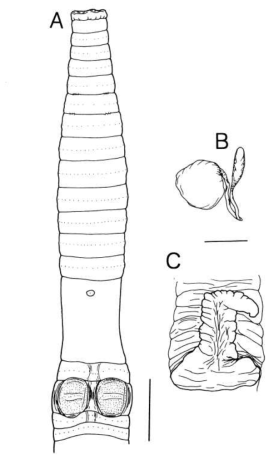 Amynthas baikmudongensis sp. nov. A. ventral view; B. spermathecae; C. intestinal caeca. Scale bars=2.5 mm (A), 2 mm (B, C)