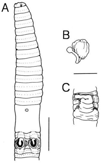 Amynthas cheonghakdongensis sp. nov. A. ventral view; B. spermathecae; C. intestinal caeca. Scale bars=2.5 mm (A), 2 mm (B, C)