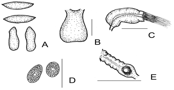 Marionina argentea. A. pharyngeal glands (schematic); B. Brain; C. sperm funnel; D. coelomocytes; E. spermatheca. Scale bars 50 μm