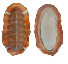 Callochiton foveolatus (Is. Taki, 1938); Left. Dorsal view, Right. Ventral view. Scale bar = 5㎜