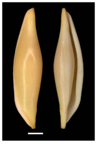 Pellasimnia angasi. A. Dorsal views; B. Ventral view; Scale bars: 3μm