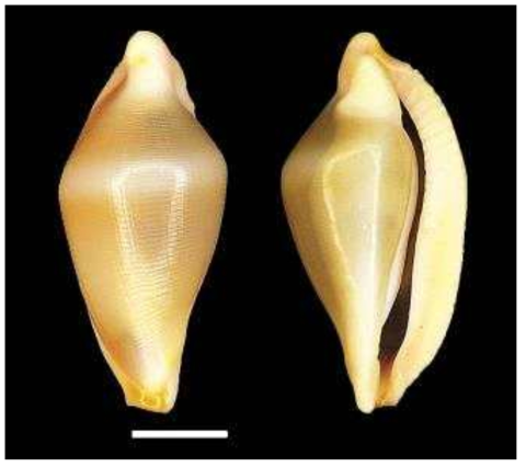 Primovula roseomaculata. A. Dorsal views; B. Ventral view; Scale bars: 3μm
