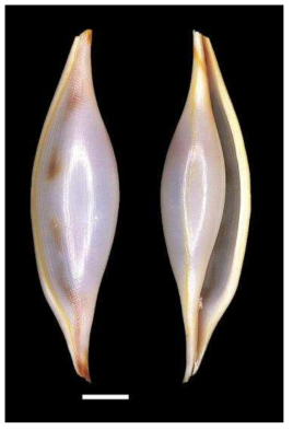 Phenacovolva pseudogracilis. A. Dorsal views; B. Ventral view; Scale bars: 4μm