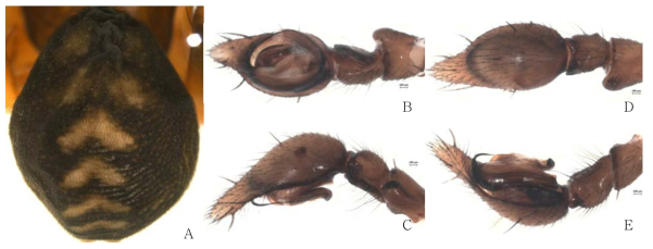 Cybaeus n. sp. 7: A, male abdomen, dorsal view; B, palp, ventral view; C. ditto, retrolateral view; D. ditto, dorsal view; E. ditto, prolateral view