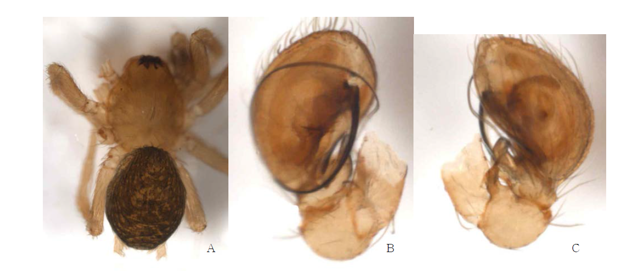 Hahnia n. sp.: A, male abdomen, dorsal view; B, palp, ventral view; C. ditto, retrolateral view