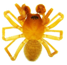 Caviphantes pseudosaxetorum, male
