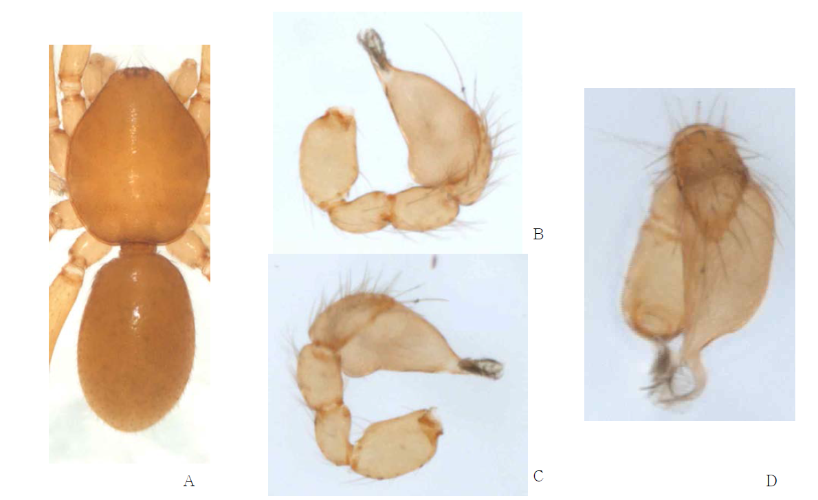 Gamasomorpha kusumii Komatsu, 1963: A, male abdomen, dorsal view; B, palp, retrolateral view; C. ditto, ventral view; D. ditto, dorsal view; E. ditto, anterior view