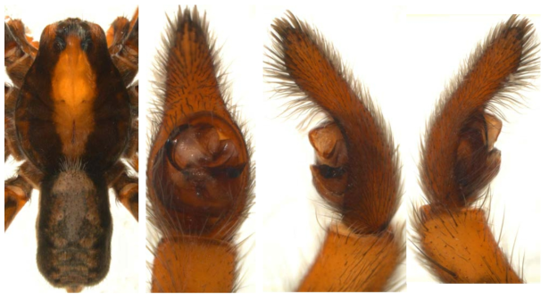 Lycosa boninensis Tanaka, 1990: A, male abdomen, dorsal view; B, palp, ventral view; C. ditto, retrolateral view; D. ditto, prolateral view