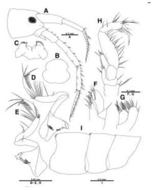 Idunella n. sp., holotype, male (A-I). A, head, antenna 1 and 2; B, upper lip; C, lower lip; D, left mandible; E, right mandible; F, maxilla 1; G, maxilla 2; H, maxilliped; I, pleonal epimera