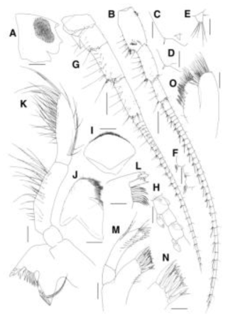 Paramoera dentipleurae sp. n., Holotype. A, Head; B, Antenna 1; C, Posterodistal part of peduncular article 1 on antenna 1; D, Posterodistal part of peduncular article 2 on antenna 1; E, Accessory flagellum; F, Calceori of flagellum on antenna 1 G Antenna 2; H, Calceori of flagellum on antenna 2 I Upper lip; J, Lower lip K Right mandible; L, Left mandible; M, Maxilla 1; N, Dentate apical spines of outer plate on maxilla 1; O, Maxilla 2. Scale bars = 0.05 mm (CF, HM, O), 0.1 mm (N), 0.2 mm (A, B, G)