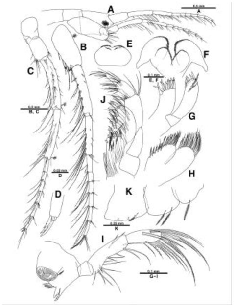 Photis sp. nov., holotype, female (A-K). A, head, antenna 1 and 2; B, antenna 1; C, antenna 2; D, distal spines of antenna 2; E, upper lip; F, lower lip; G, maxilla 1; H, maxilla 2; I, left mandible; J, maxilliped; K, pleonal epimera