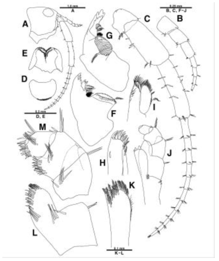 Platochestia sp. nov., holotype, male (A-M). A, head, antenna 1 and 2; B, antenna 1; C, antenna 2; D, upper lip; E, lower lip; F, right mandible; G, left mandible; H, maxilla 1; I, maxilla 2; J, maxilliped; K, inner lobe of maxilliped; L, outer lobe of maxilliped; M, palp of maxilliped