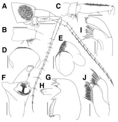 Polycheria acercauda n. sp., holotype, male. A, head, antenna 1 and 2; B, peduncular article 1 of antenna 1; C, peduncular articles 2-4 of antenna 2; D, upper lip; E, lower lip; F, left mandible; G, right mandible; H, inscior and lacinia mobilis of right mandible; I, maxilla 1; J, maxilla 2. Scale bars: 1.0 mm (A), 0.5 mm (B, C), 0.1 mm (D-J)