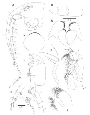 Aoroides ellipticus Ariyama, male. A, Head, antenna 1 and 2; B, Flagellum of antenna 2; C, Pleonal epimera; D, Upper lip; E, Lower lip; F, Right mandible; G, Palp of mandible; H, Maxilla 1; I, Maxilla 2; J, Maxilliped. Scale bars=0.25 mm (A, C), 0.05 mm (B, D-J)
