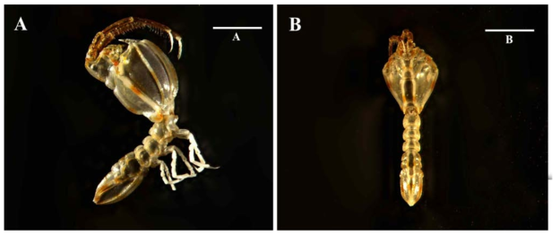 Arcturina serrulatus sp. nov., holotype, female: (A) body, lateral view; (B) body, dorsal view. Scale bars: A, B, 1 mm