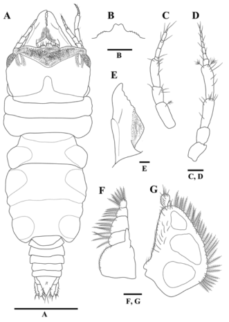 Gnathia sp. nov., male holotype: (A) body, dorsal view; (B) mediofrontal process and superior frontolateral process; (C) antennule; (D) antenna; (E) mandible; (F) maxilliped; (G) pylopod. Scale bars: A, 1 mm; B, 0.5 mm; C–E 0.1 mm F, G, 0.2 mm
