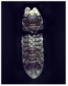 Joeropsis sp. nov. 1., body, dorsal view