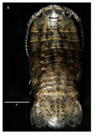 Tachaea sp. nov., female holotype: (A) body, dorsal view. Scale bars: A, 1 mm