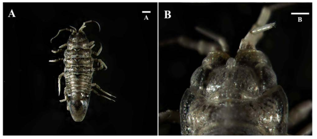Synidotea hoonsooi sp. nov.: (A) adult male holotype, dorsal view; (B) cephalon with a distinct median tubercle. Scale bars: A, 1 mm; B, 0.5 mm