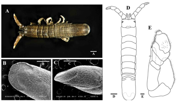 Cleantioides rotundata: A, body of male, dorsal view; B, pleotelson and plane, SEM; C, pleotelson and plane, SEM; D, body of male, dorsal view; E, maxilliped. Scale bars: A=1 mm, B=500㎛, C=600㎛, D, E=0.1 mm