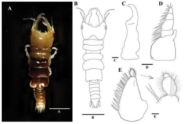 Elaphognathia sugashimaensis, male. A, body, dorsal view; B, body, dorsal view, drawing; C, mandible; D, maxilliped; E, pylopod and enlargement of distal article. Scale bars: A, B=1 mm, C–E=0.1 mm