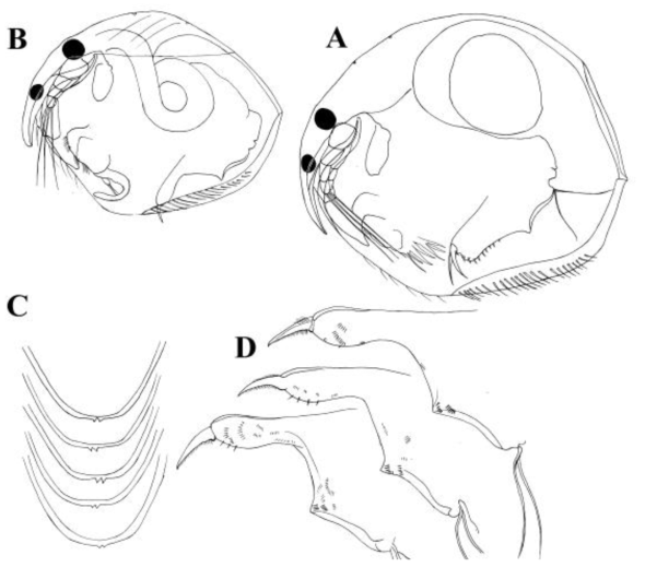 A, General view of ephippial female; B, General view of male; C, its rostrum; D, its postabdomen