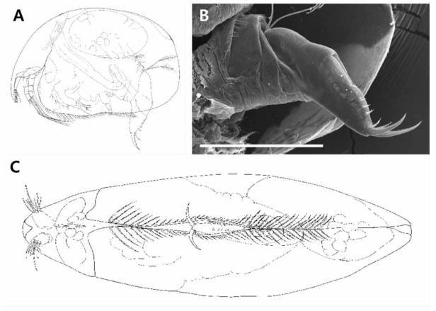 A, Lateral view of female; B, Postabdomen of female; C, Ventral view of female