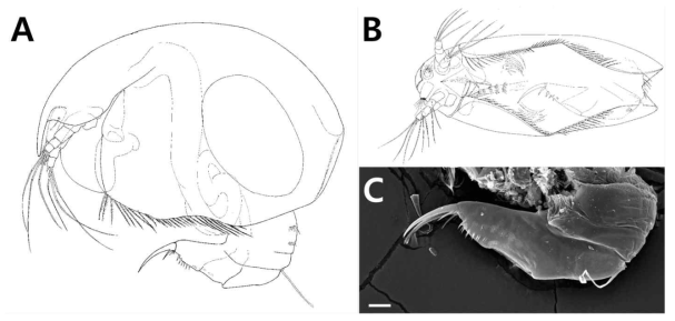 A, Lateral view of female; B, Ventral view of female; C, Postabdomen of female