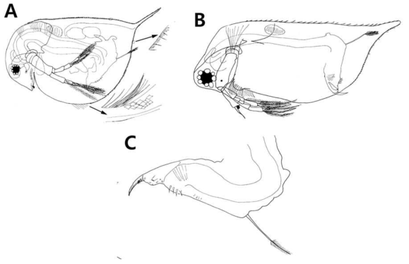 A, General view of female; B, General view of male; C, Male postabdomen