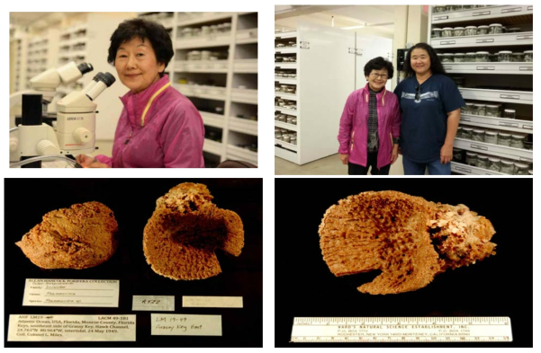 박물관 Collection Manager Kathy Omura와 함께 , 박물관소장표본비교