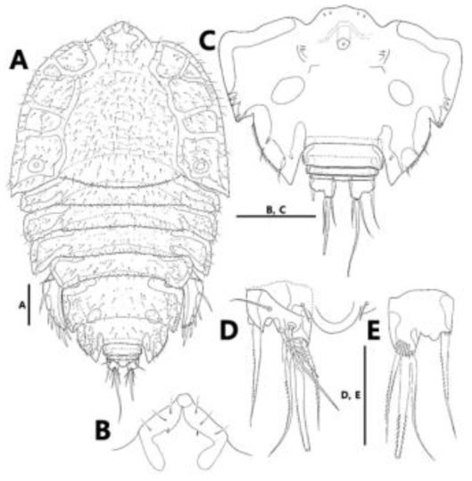 Alteuthella sp. n., female. A, habitus, dorsal; B, rostrum, ventral; C, urosome, ventral; D, E, caudal rami, dorsal (D), ventral (E). Scale bars: A, 200 μm; B, C, 100 μm; D, E, 50 μm
