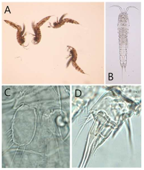Amphiascus taeanensis sp. nov. A, 2 females and 2 males; B, Habitus, Dorsal; C, P5 of female; D, Caudal ramus