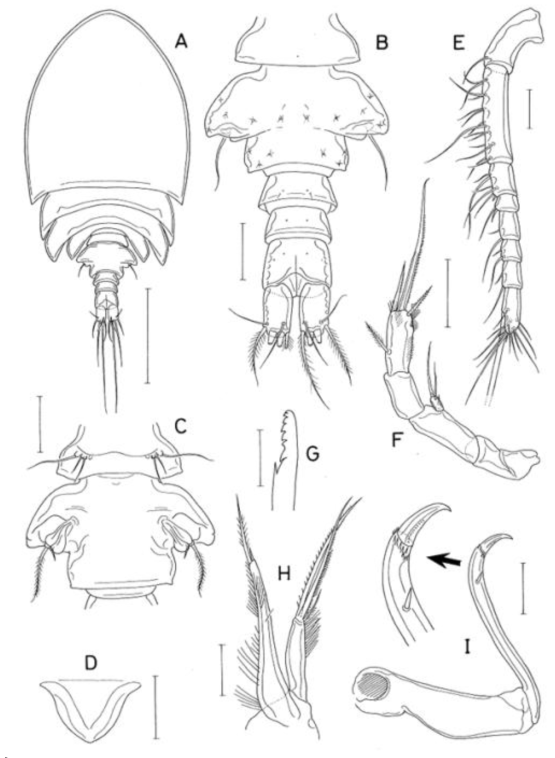 Arctopontius adelphus n. sp., female. A, habitus, dorsal; B, urosome, dorsal; C, first two urosomal somites, ventral; D, rostrum; E, antennule; F, antenna; G, distal part of mandible; H, maxillule; I, maxilla. Scale bars: A, 0. 5mm; B–D, I, 0. 1mm; E, F, H, 0. 05mm; G, 0. 02mm