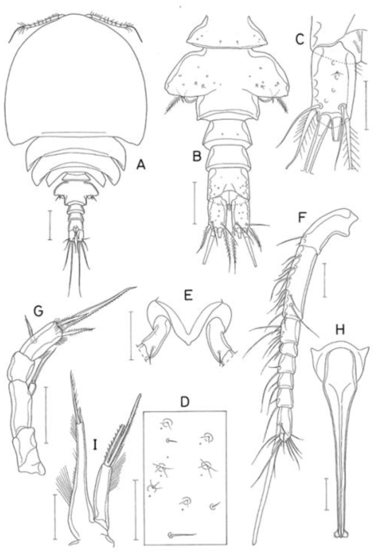 Arctopontius minutus n. sp., female. A, habitus, dorsal; B, urosome, dosal; C, left caudal ramus, dorsal; D, tergal ornamentation of cephalothorax; E, rostral area, ventral; F, antennule; G, antenna; H, oral siphon; I, maxillule. Scale bars: A, 0. 2mm; B, E, H, 0. 1mm; C, D, F, G, 0. 05mm