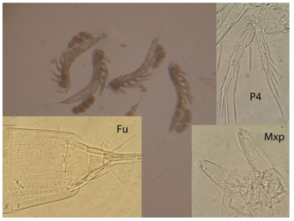 Photograph of Arenosetella gyeongpoensis sp. nov.: four whole ovigerous female specimens; female caudal ramus (Fu); maxilliped (Mxp); and female fourth leg (P4)